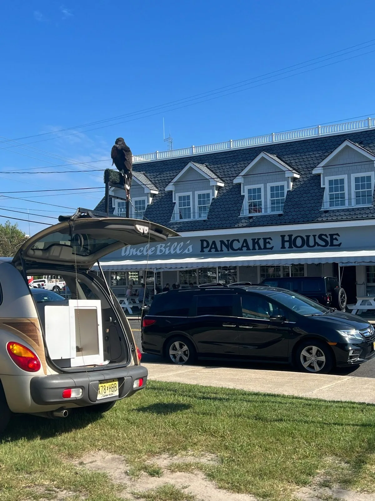 Harris’s Hawk: Pancake Protectors of South Jersey