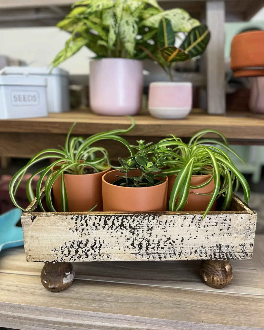 Three small potted plants on a shelf.