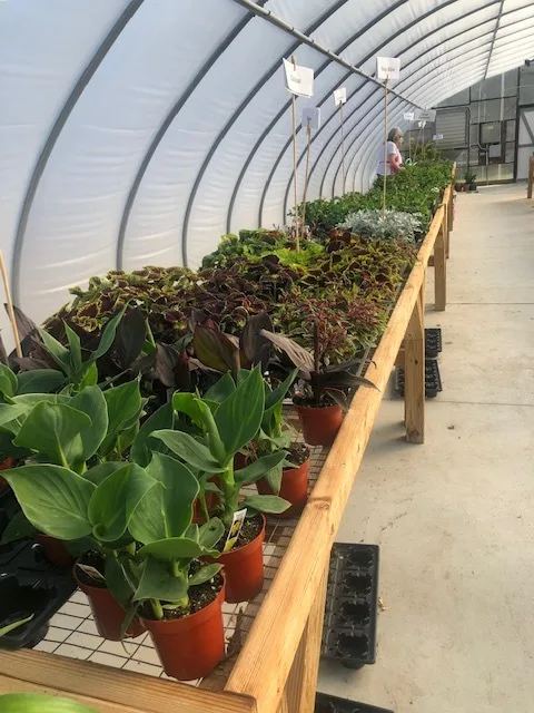 A greenhouse lined with seasonal plants on a table.